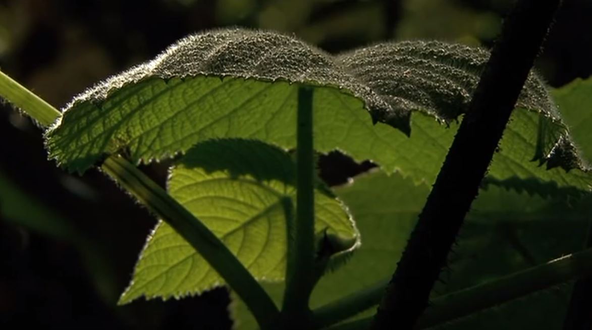 Gympie Gympie: Once stung, never forgotten - Australian Geographic