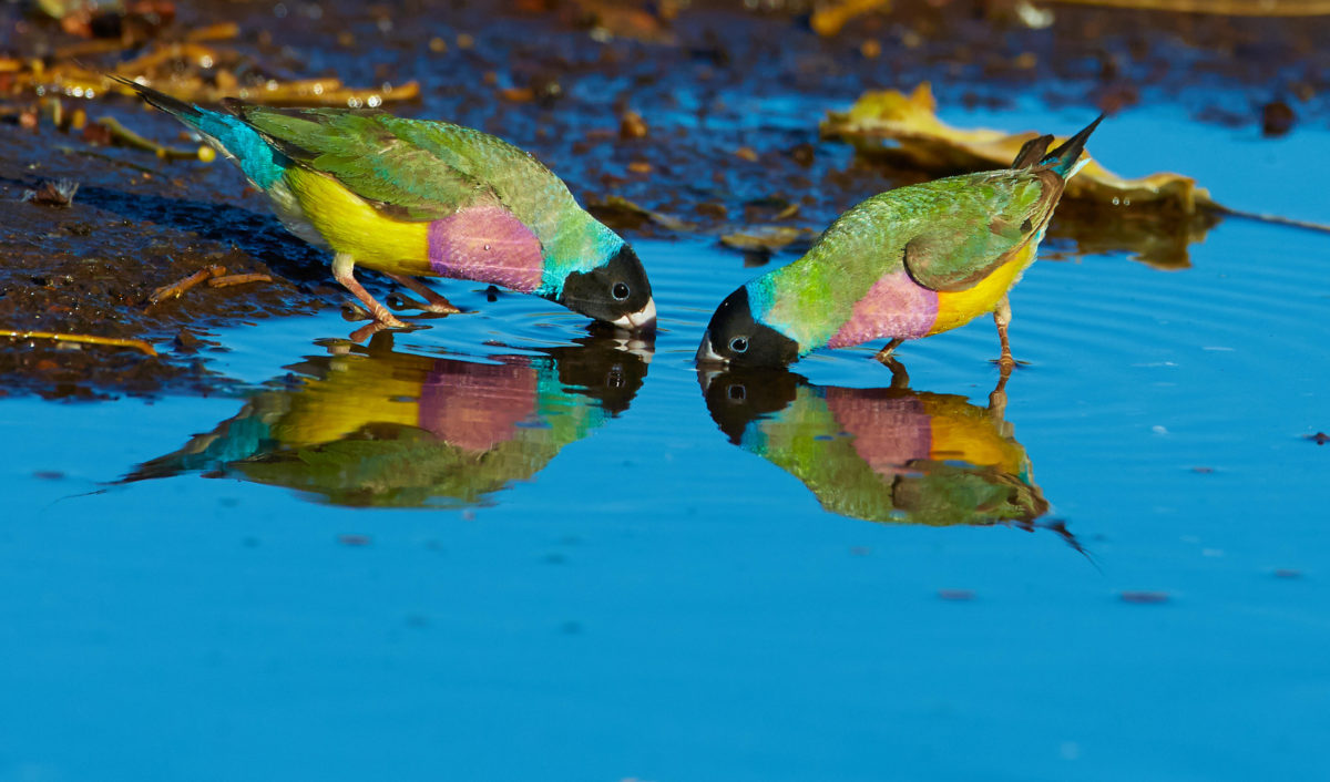 Gouldian finch: Australia's winged jewels