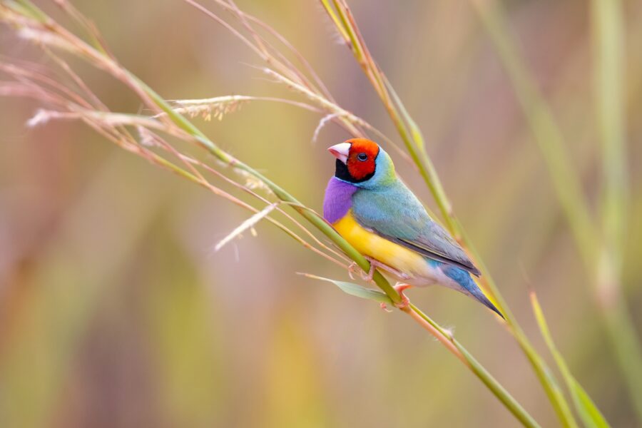 Adult Red headed Gouldian finch on reed