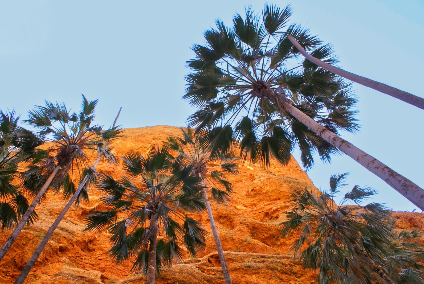 Livistona palms at Mini Palms Gorge in the Purnululu region