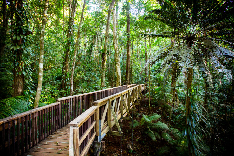 Jindalba Boardwalk in Daintree Rainforest