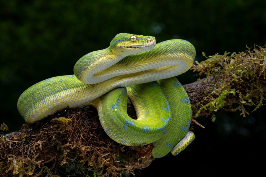 green tree python