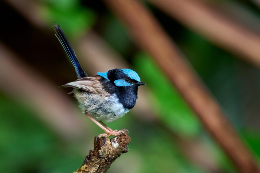 A superb fairy-wren (Malurus cyaneus) sitting on a branch