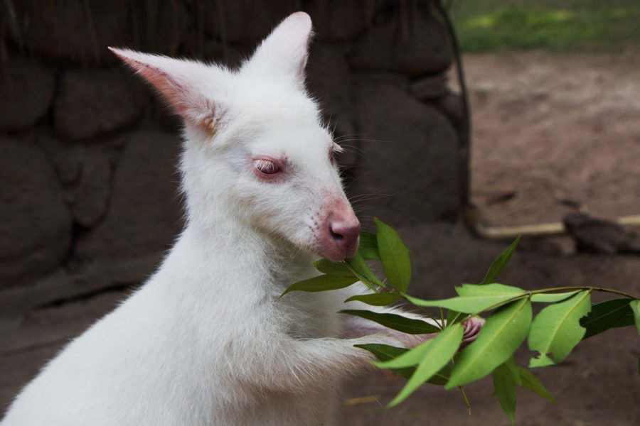 Animals getting high: 10 common drunks- Australian Geographic Animals getting high: 10 common drunks- Australian Geographic