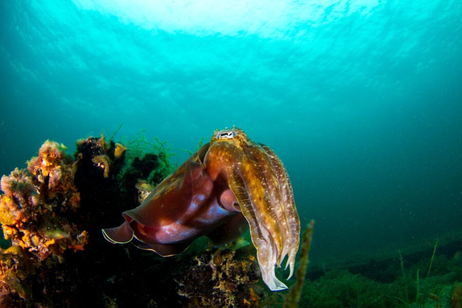 A giant cuttlefish