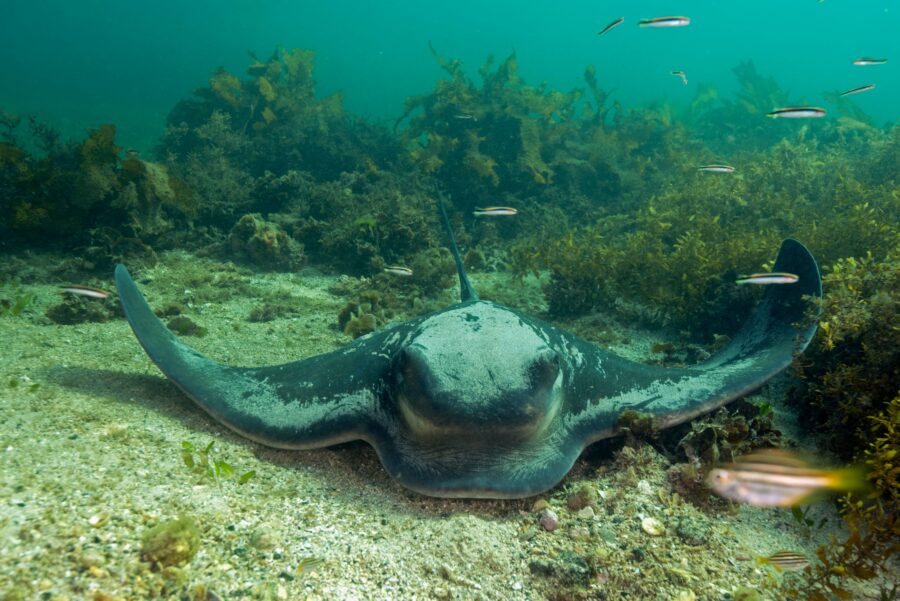 a southern eagle ray