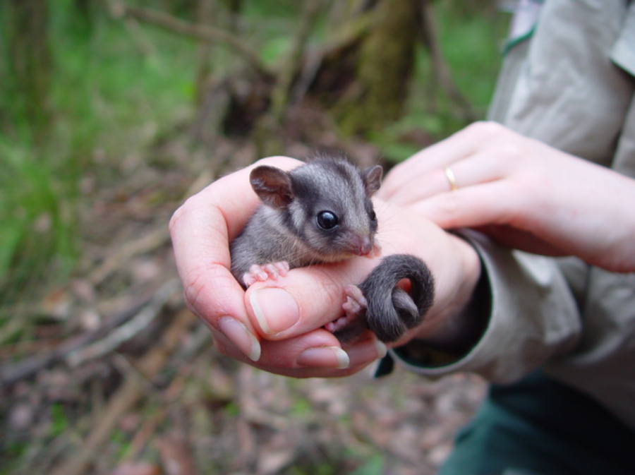 a baby leadbeater's possum held responsibly by a park ranger