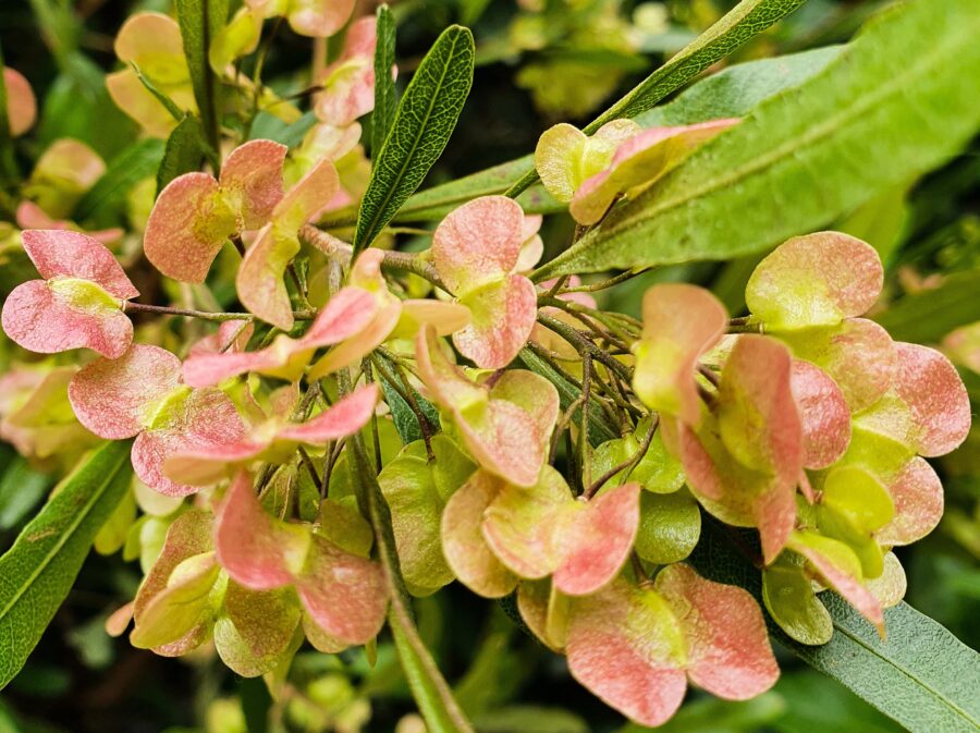 close-up of a Dodonaea viscosa , candela or jarilla, flowers grouped together to form a beautiful panicle of pink to yellowish-green colour gradation, against the green background of its stems.