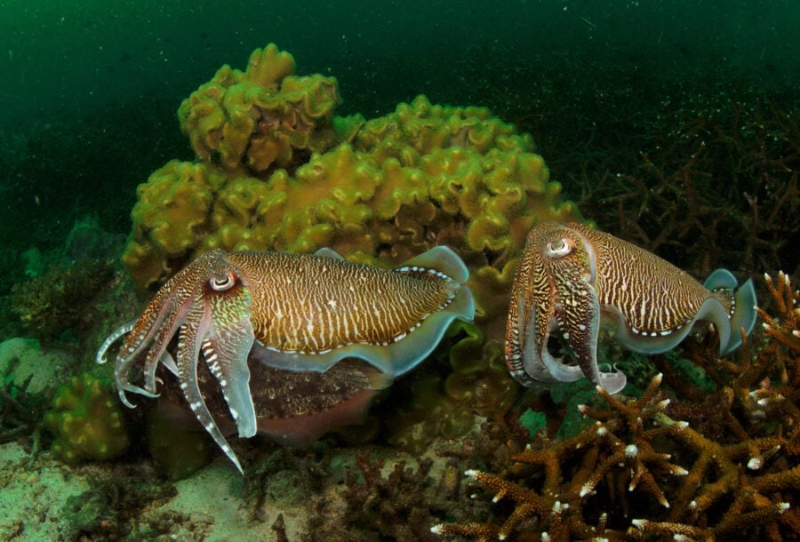 A pair of mourning cuttlefish (Sepia plangon)
