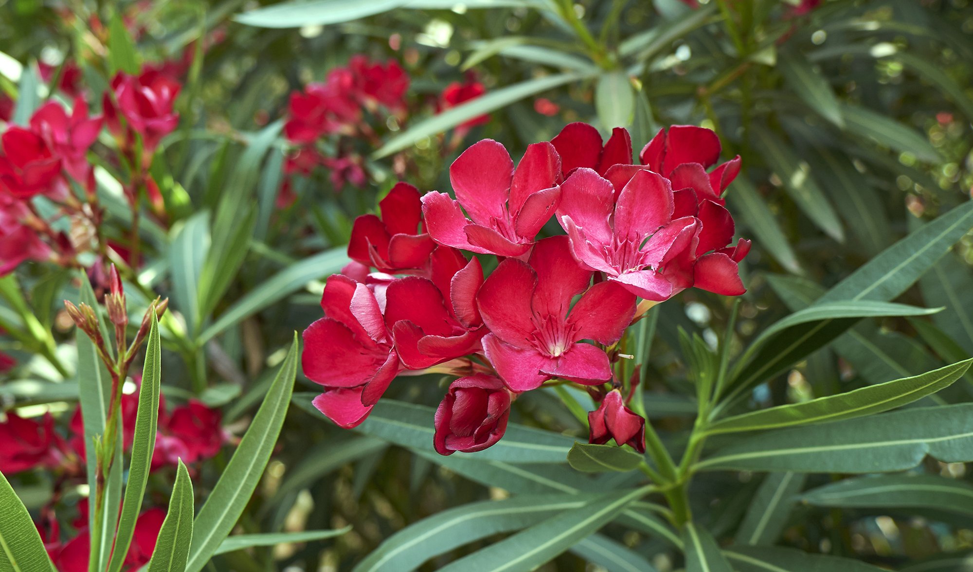 lommelygter overfladisk Lavet en kontrakt Australia's most poisonous plants