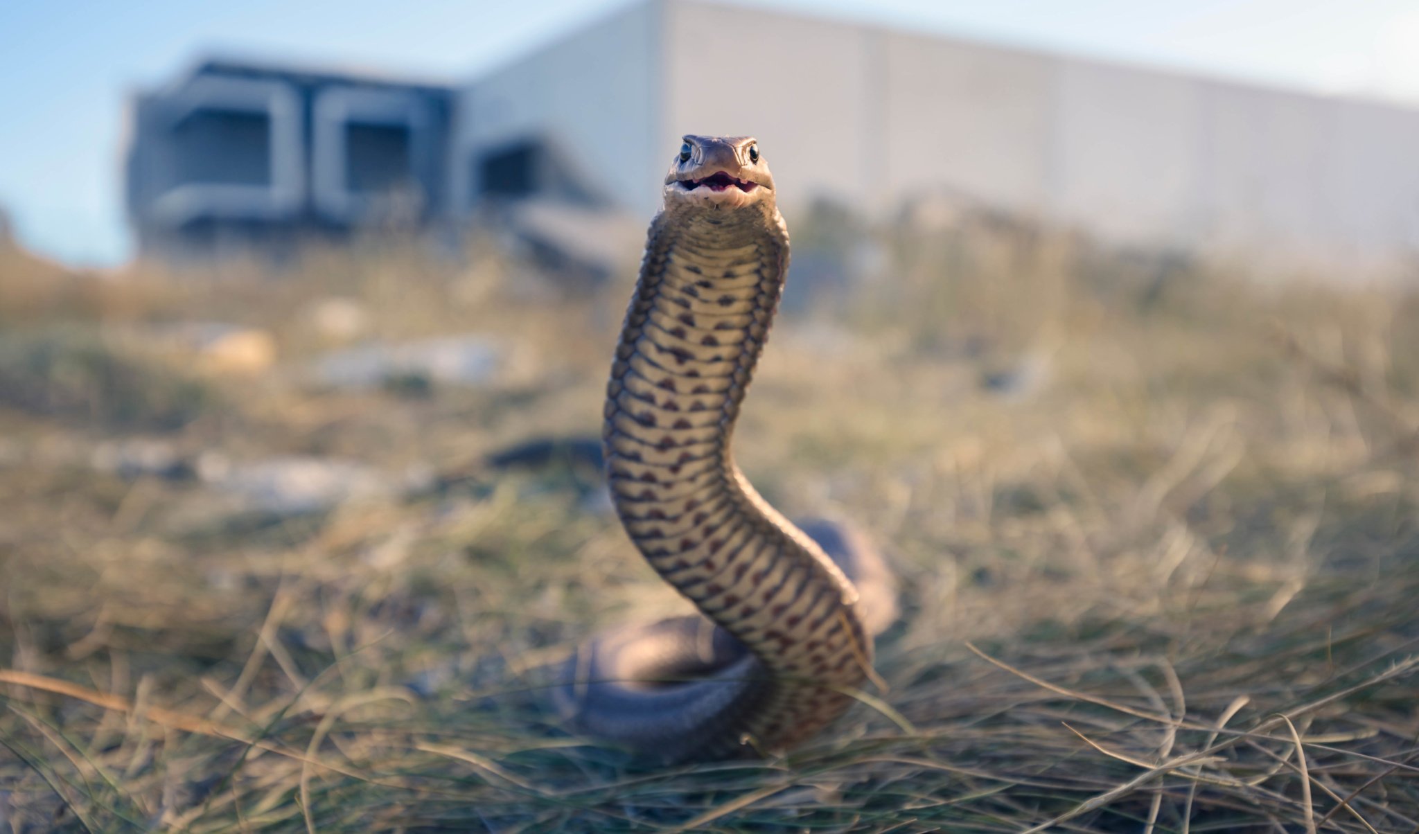 Dangerous Australian Snake Chart