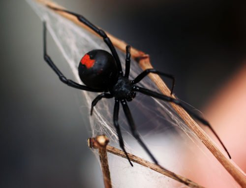 Common Australian Spiders