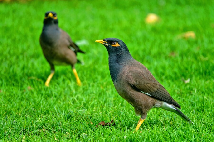 two indian myna birds on a lawn