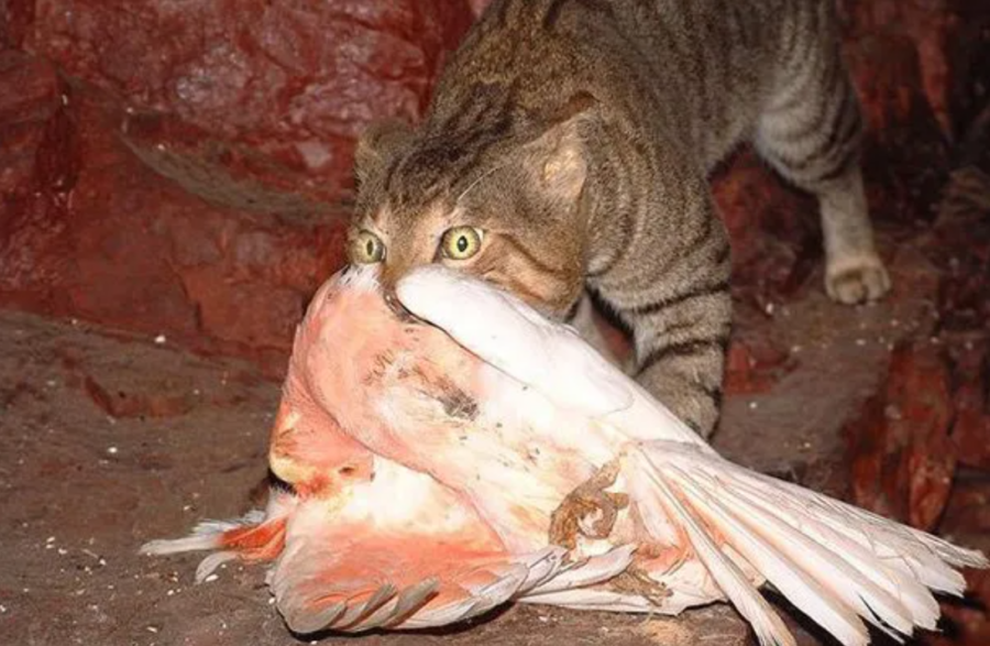 a feral cat eating a pink cockatoo