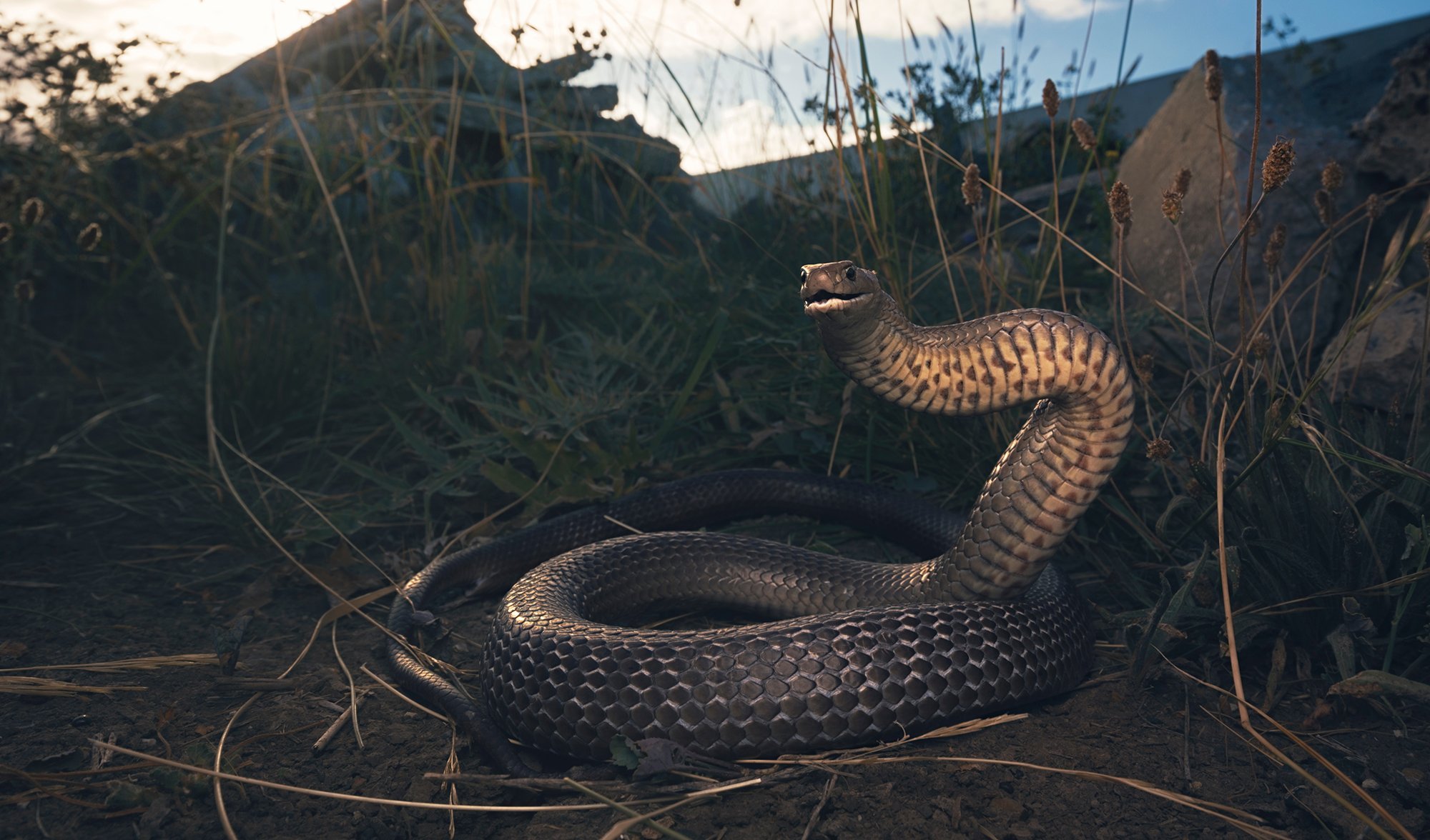 brown snake Australia's most dangerous