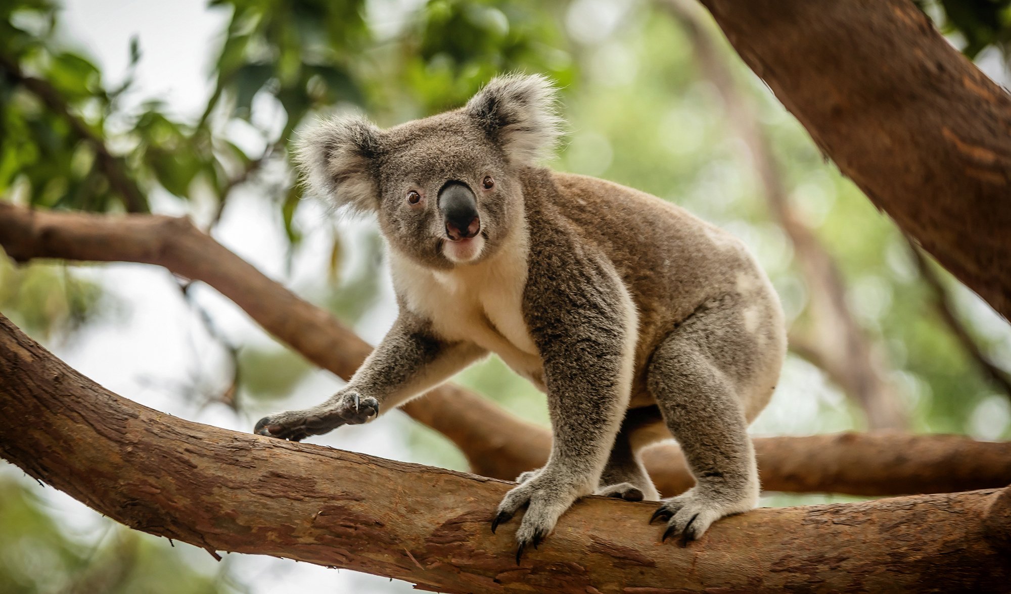 Australian Drop Bear - Fact or Fiction