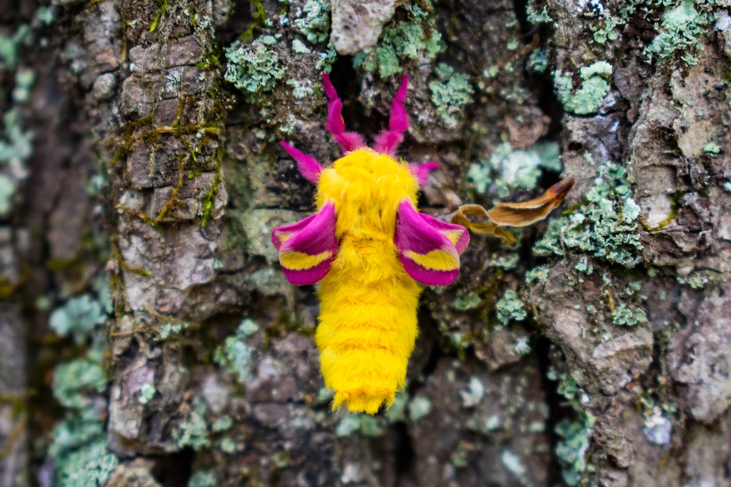 Rosy Maple Moth  o wonderful, wonderful