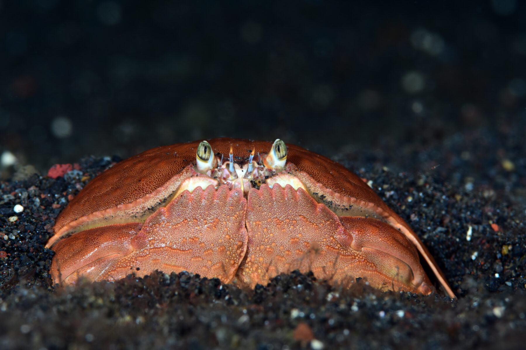 a shame-faced crab