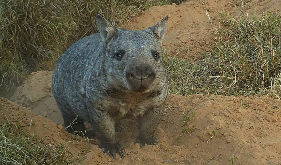 northern hairy nosed wombat