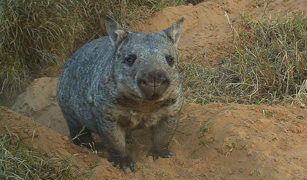 Northern-hairy-nosed-wombat-LUSH-2.jpg