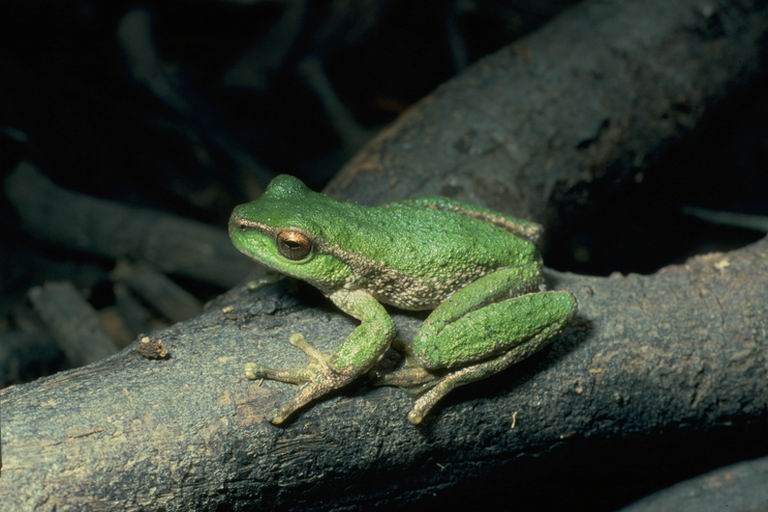 Australia's spotted tree frog Australian Geographic