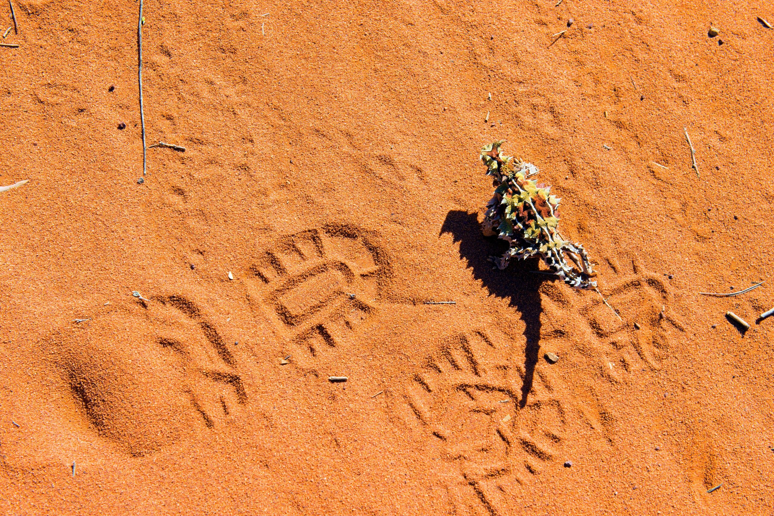 Top 10 ingenious Aussie animal adaptations Australian Geographic