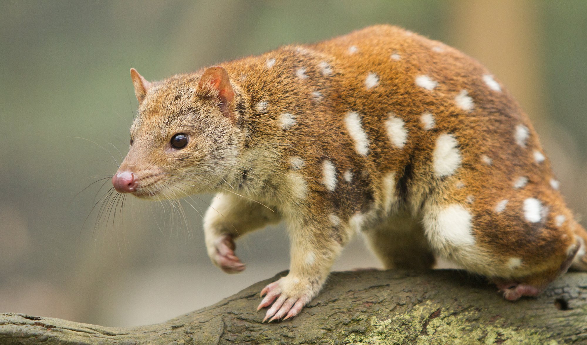 A guide to all six species of quoll - Australian Geographic