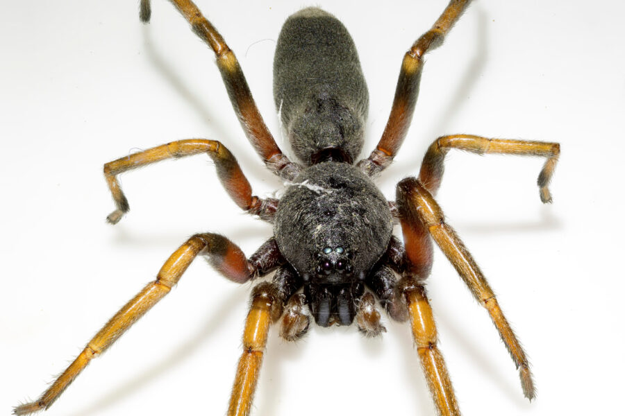 The truth about whitetailed spiders Australian Geographic