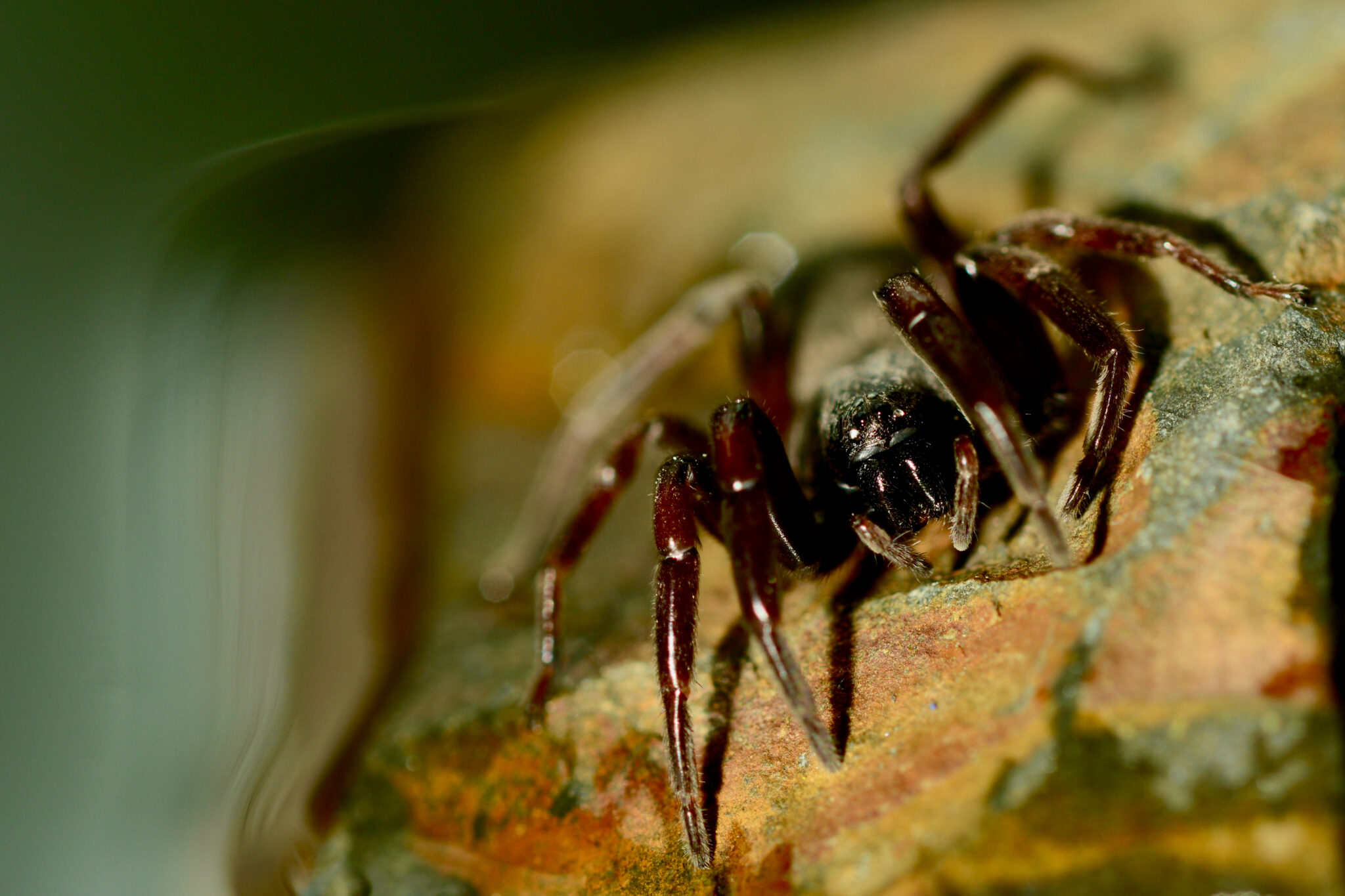 The truth about whitetailed spiders Australian Geographic