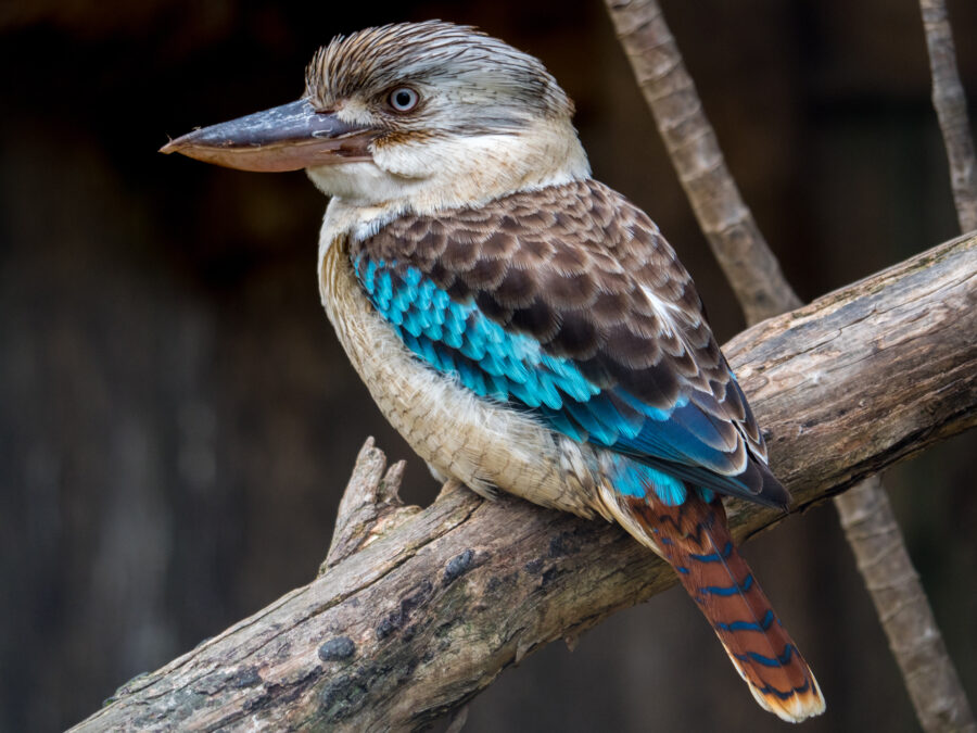 a blue-winged kookaburra