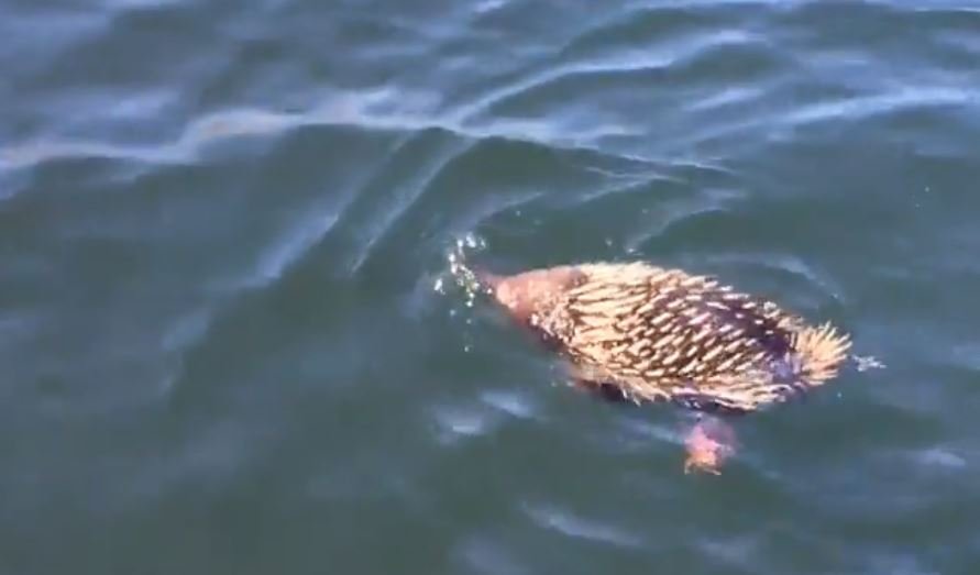 swimming echidna