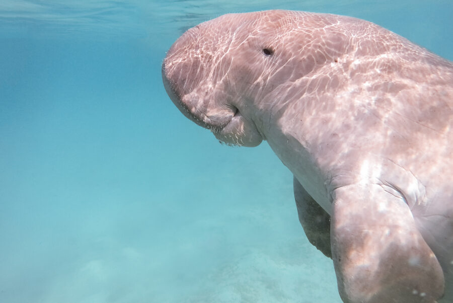 a dugong dugon swimming near the water's surface