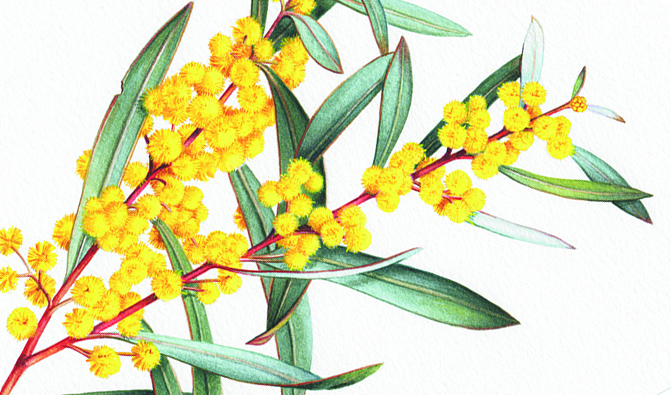 An Illustrated Guide To Australia S Marvellous Wattle