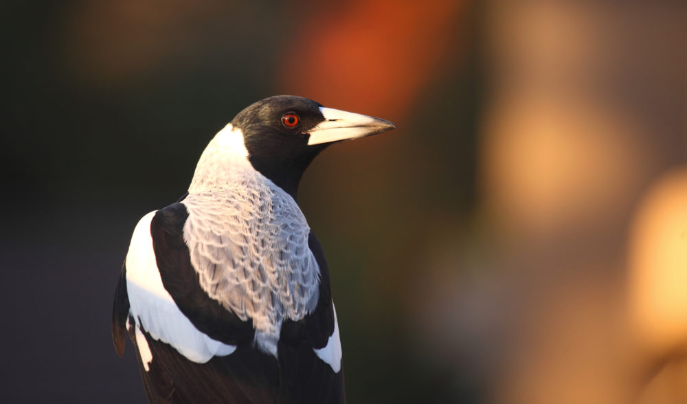 Everything you need to know about magpie season Australian Geographic