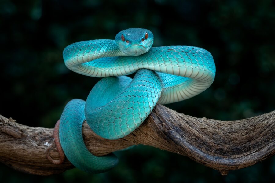 A blue White-lipped Pit Viper Trimeresurus Insularis) coiled on a branch