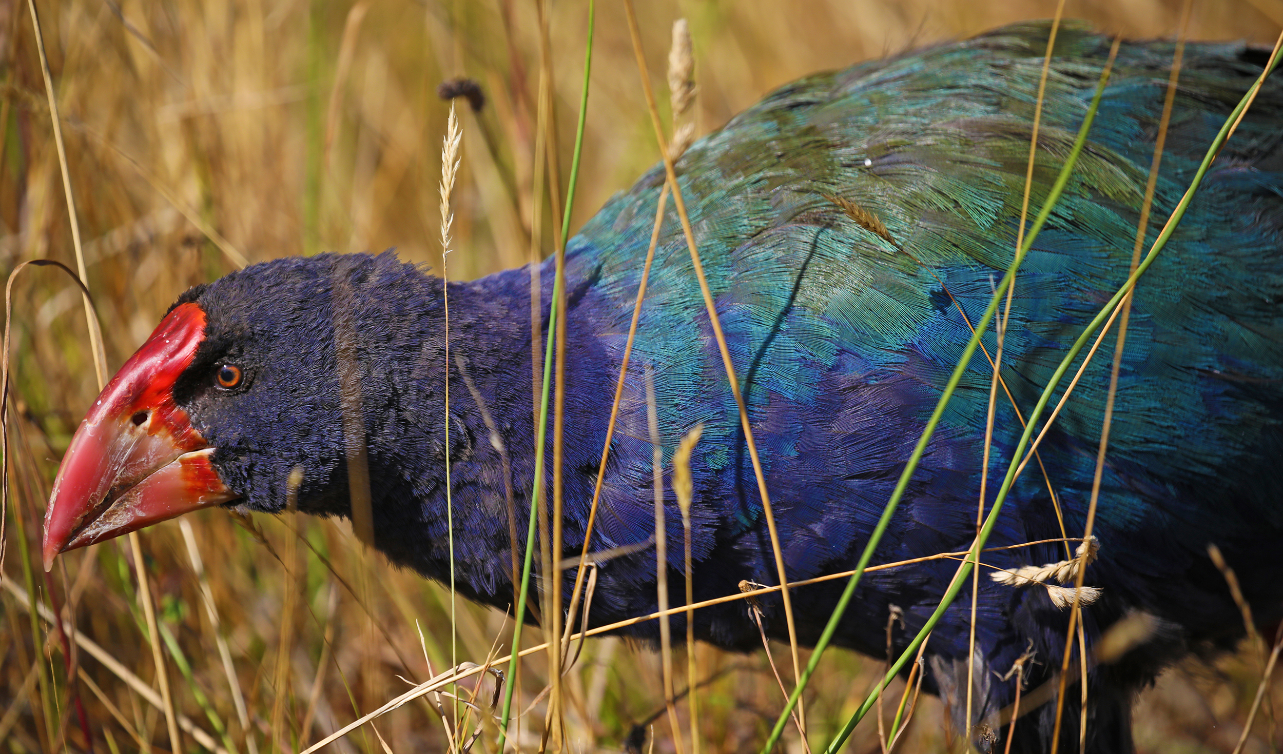 Jobtilbud Sige asiatisk The weird, flightless birds of New Zealand