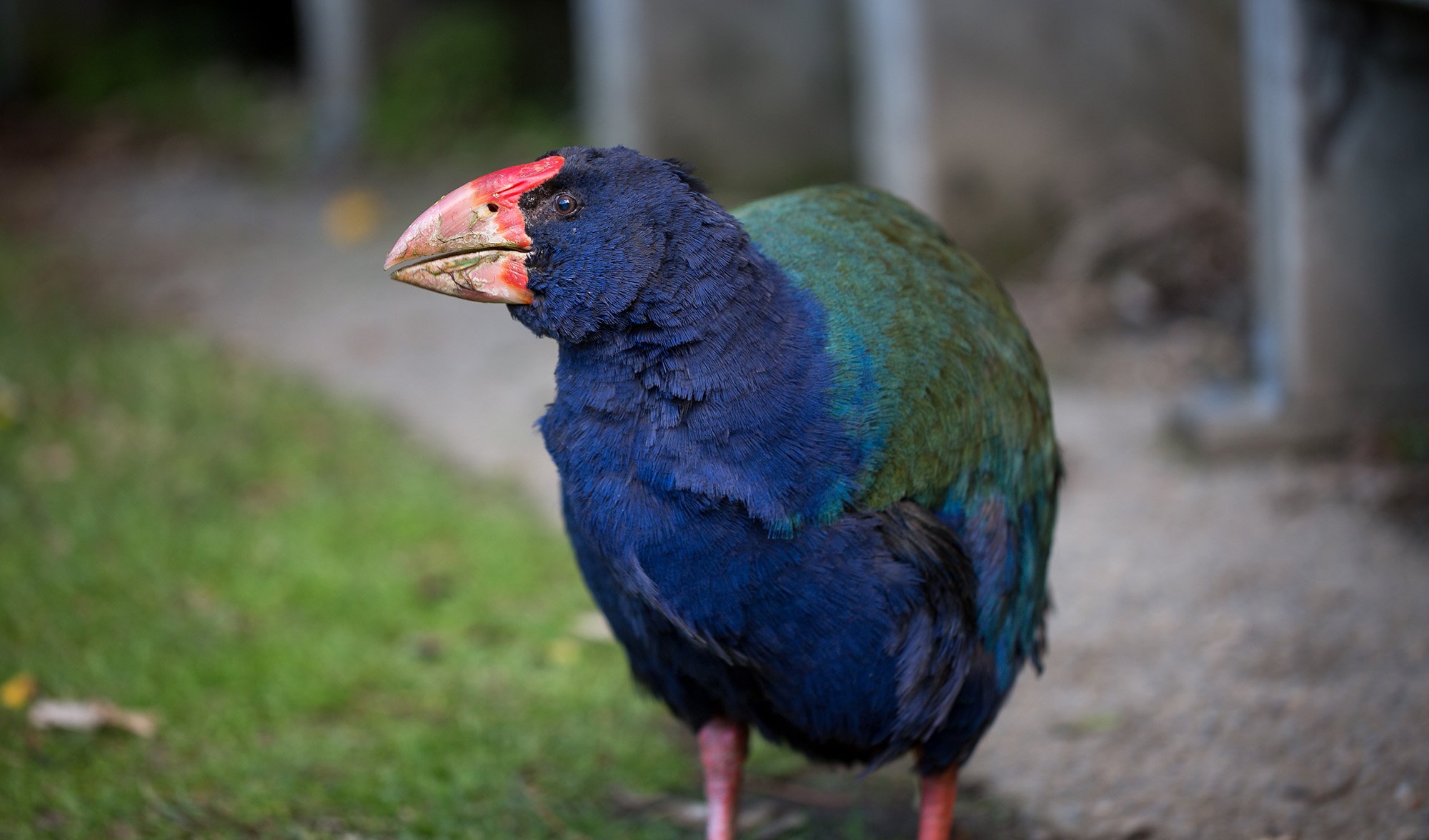 The weird, flightless birds of New Zealand