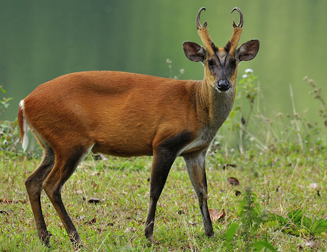 Indian muntjac on sale