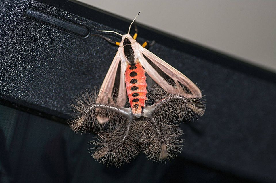 This Incredible Moth Is One Of Australia’s Strangest Insects Australian Geographic