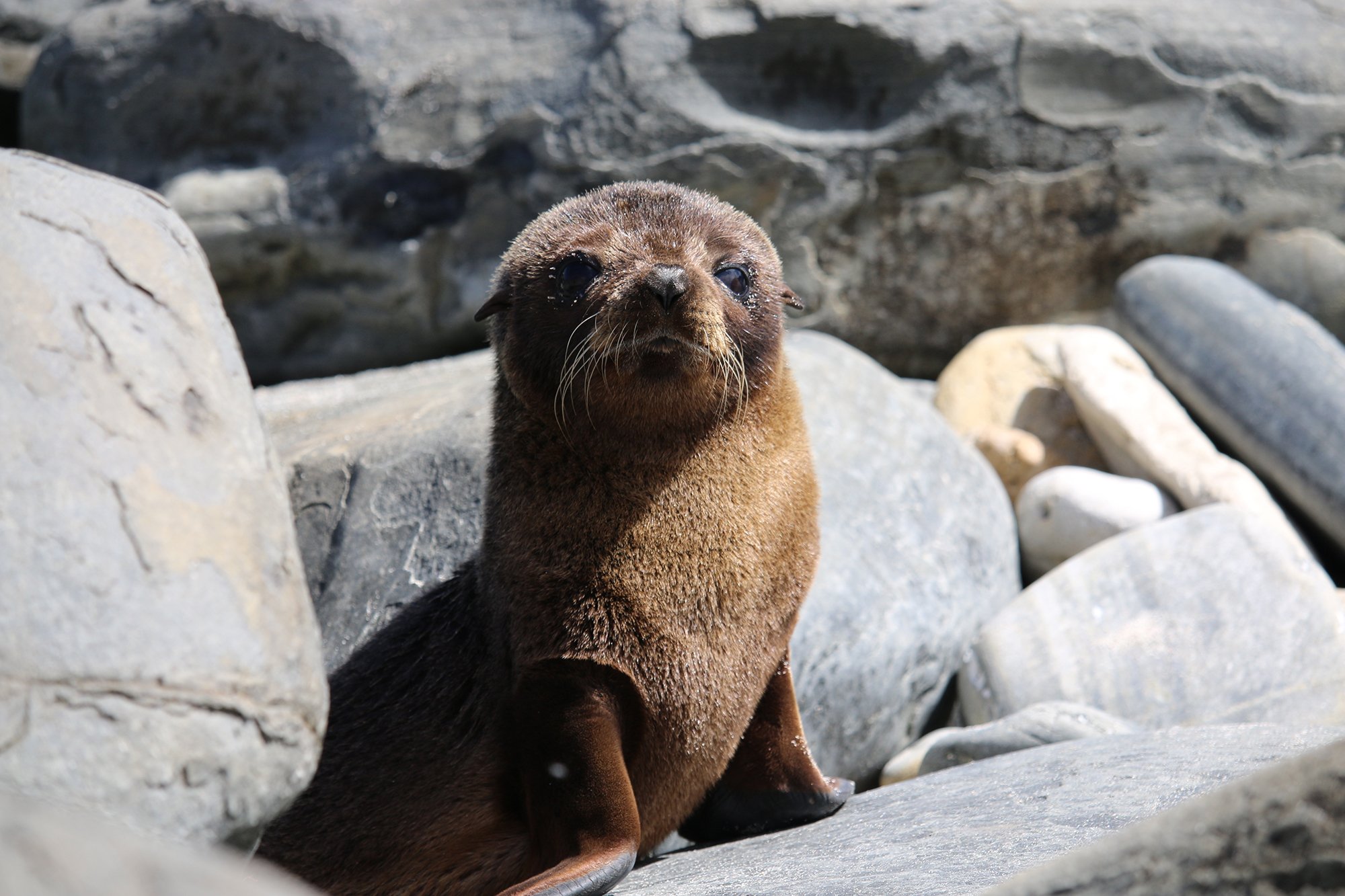 The 6 seals and sea lions that (sometimes) call Australia home - Australian Geographic The 6 seals and sea lions that (sometimes) call Australia home - Australian Geographic