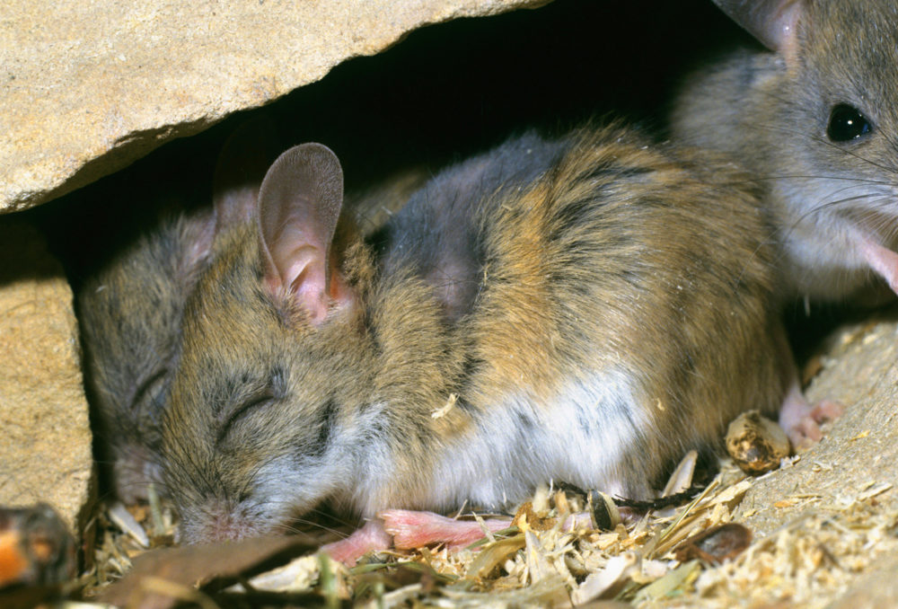 Here are 7 clever Aussie native rodents