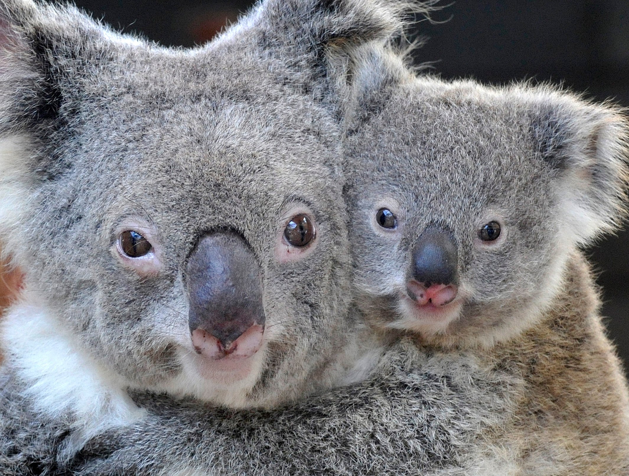 Motherly love: The best Aussie animal mums