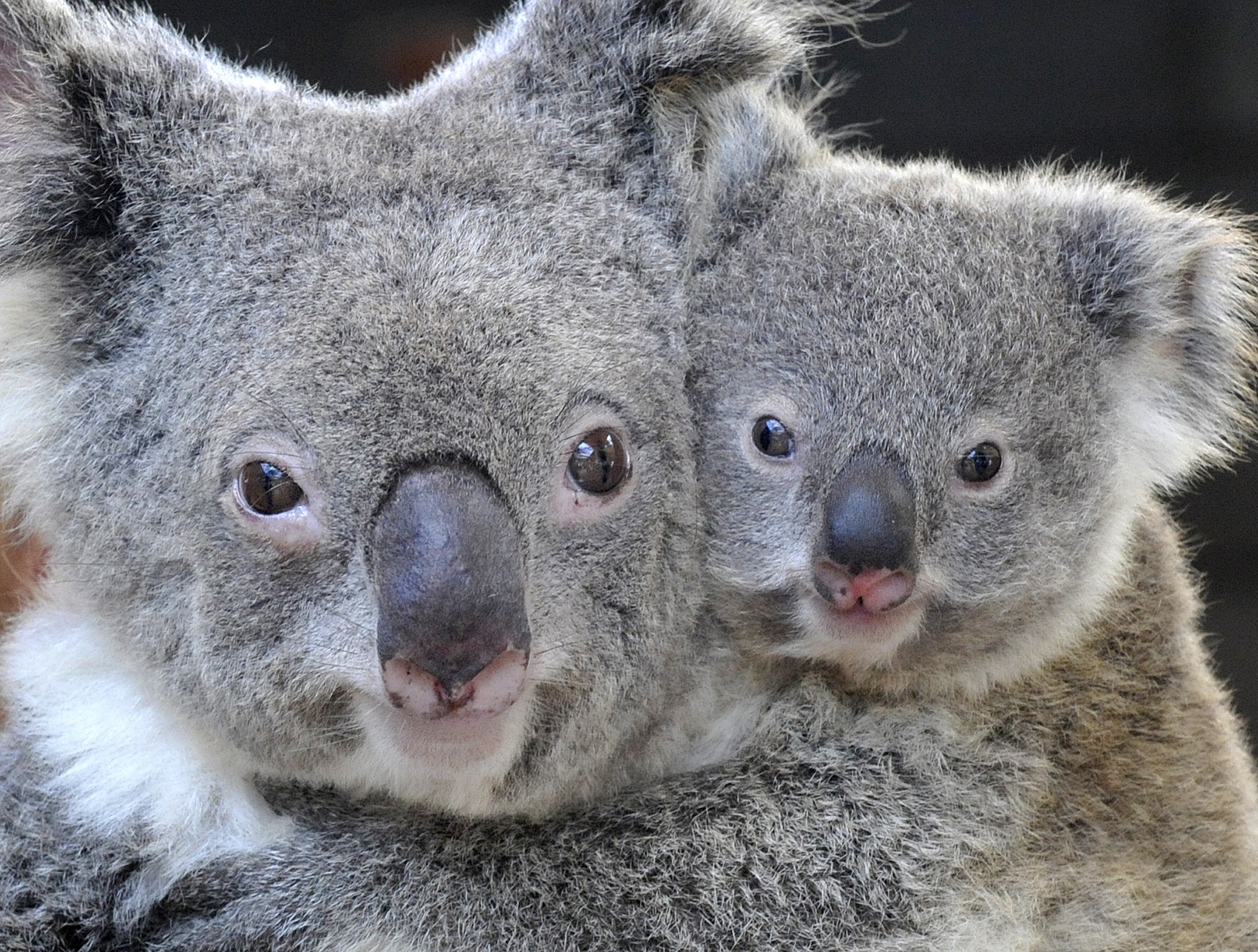 Animal mums