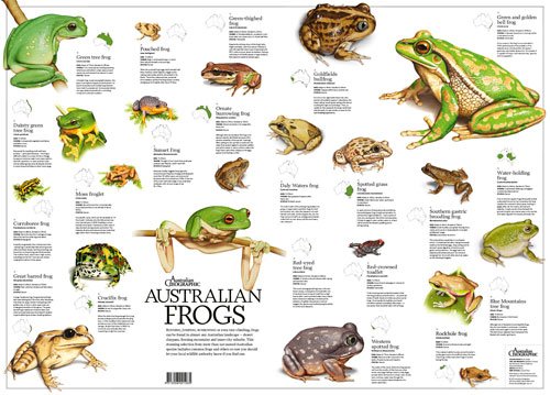 australian frogs poster folded australian geographic frog chart