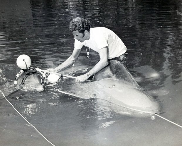 Richard o barry and flipper essay 04 picture