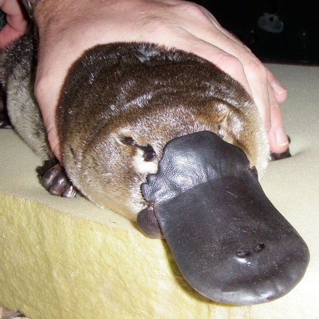 Gallery Platypuses endure despite harsh conditions Australian Geographic