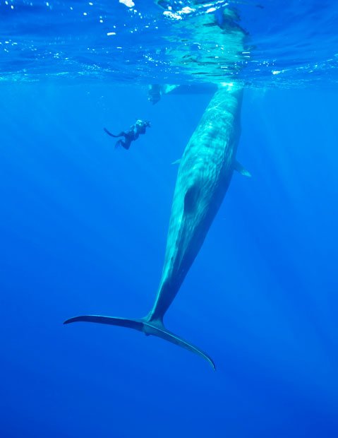 Baby whales captured on film - Australian Geographic