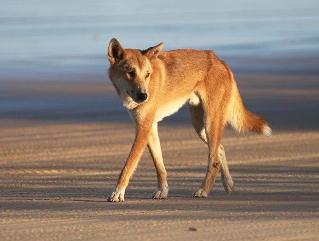 08_dingoes_gal.jpg