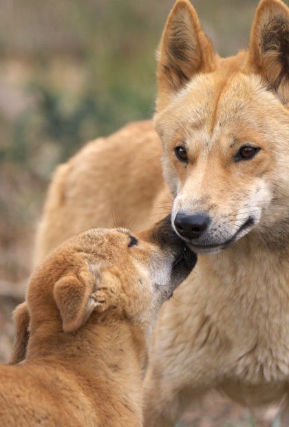 A Unique Insights into Australia`s Top Land Predator - The Dingo