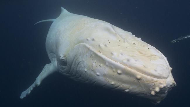 Everything you need to know about Migaloo